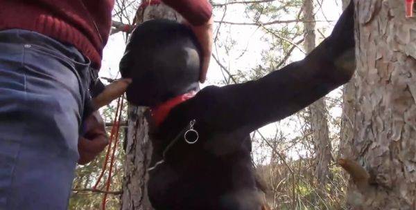 Prise en baise sm dans le bois - txxx.com - France on poweredporn.com