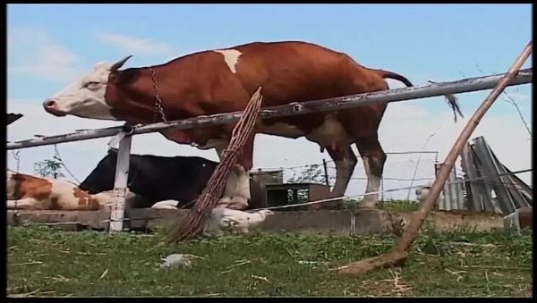 Vintage Blonde MILF Gets Rough Outdoor Fuck on Farm - xxxfiles.com - Germany on poweredporn.com